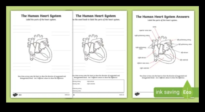 Nuanțe de bătăi ale inimii: pictarea unei imagini a stării de sănătate cardiovasculară