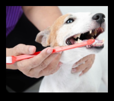 Îngrijire dentară pentru doggy: menținerea sănătății orale a câinelui