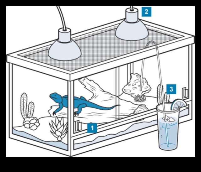 Relaxarea reptilelor a continuat: Îmbunătățirea zonelor de confort