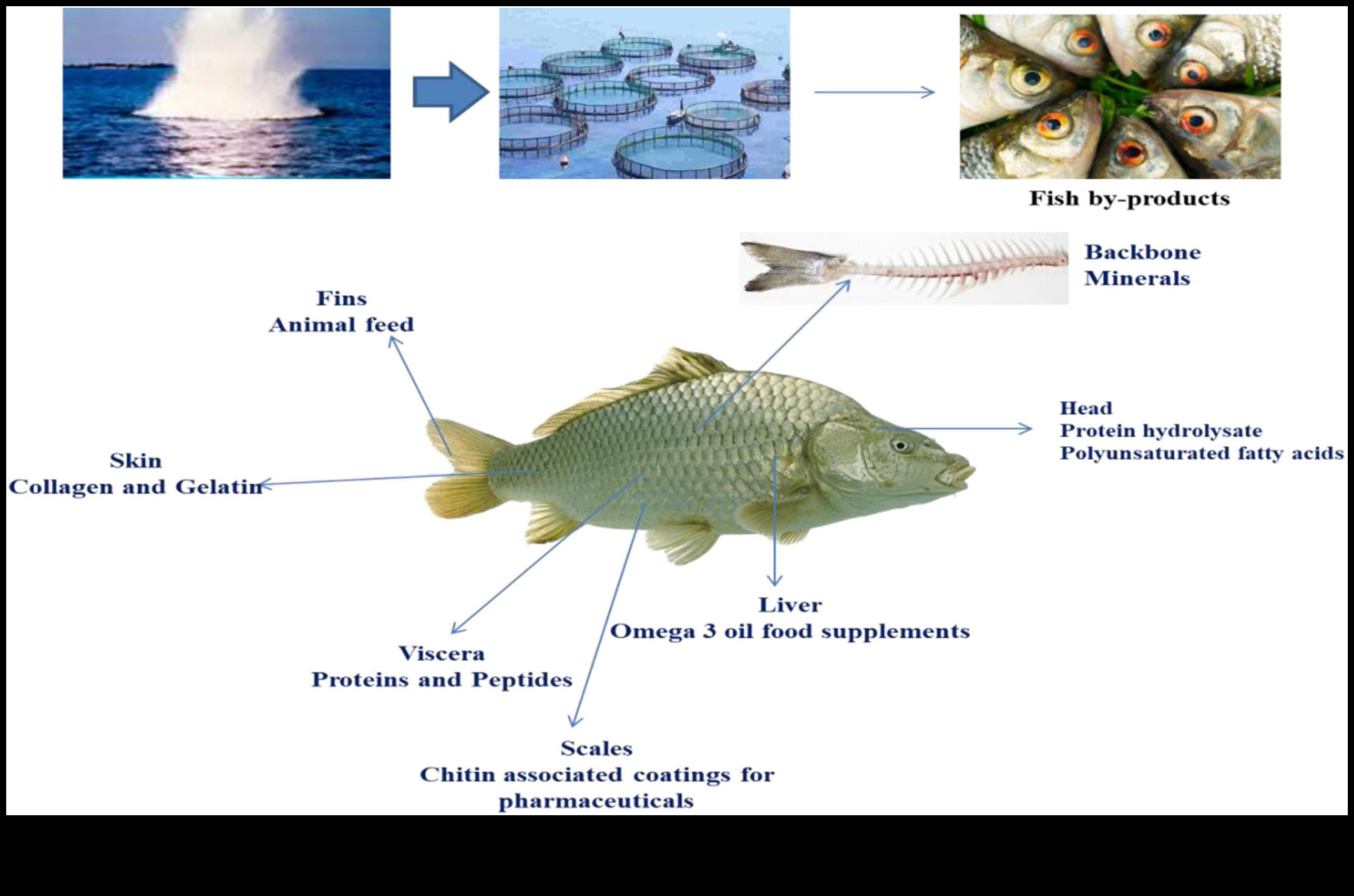 Spectrul fructelor de mare: diferite utilizări culinare pentru diverși pești