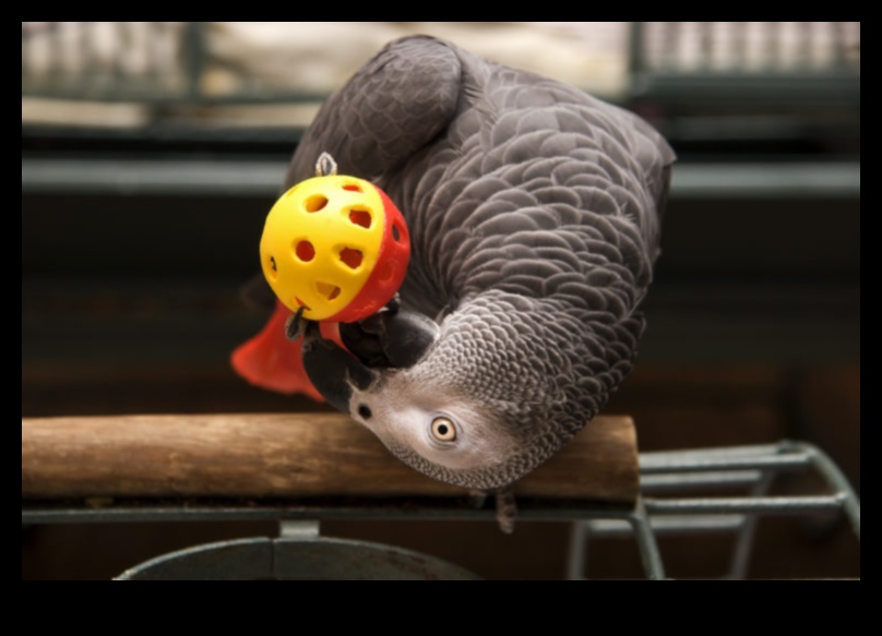 Jocuri Birdie Brain: păsări provocatoare de animale de companie cu jucării de puzzle