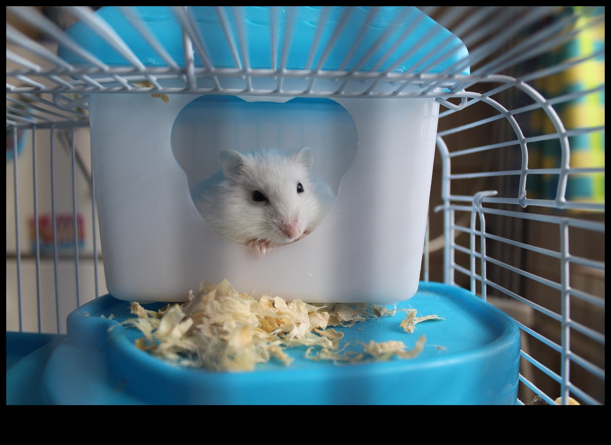 Hamster Housing Essentials: Selectarea cuștii și a așternutului potrivit