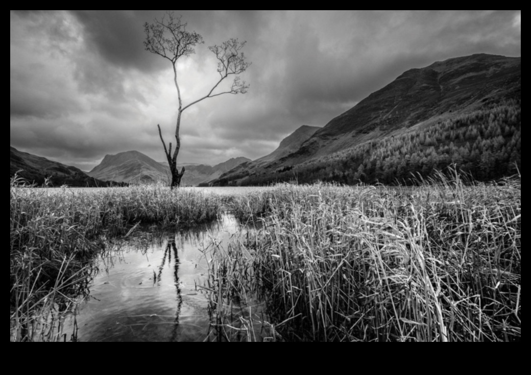 Măiestrie monocromă: camere specializate în fotografie alb -negru